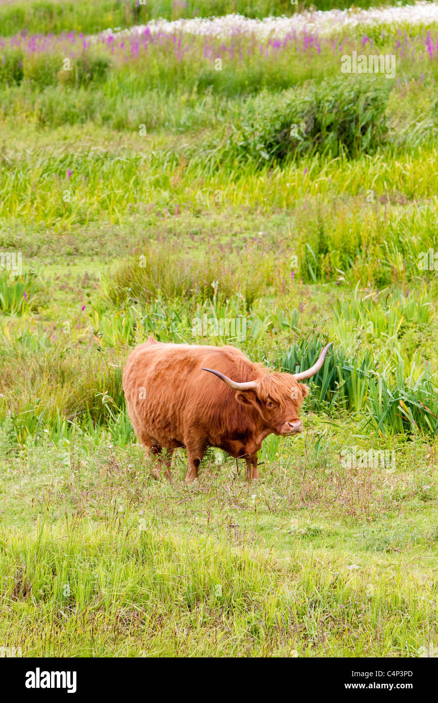 Highland cattle used for conservation grazing, assisting land management on a  wildlife reserve, London, UK Stock Photo