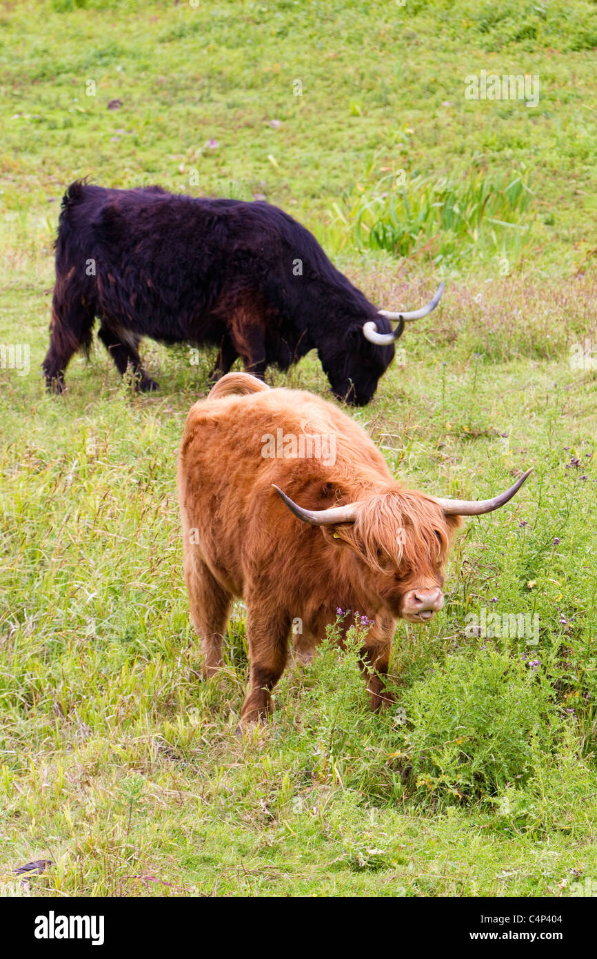 Highland cattle used for conservation grazing, assisting land