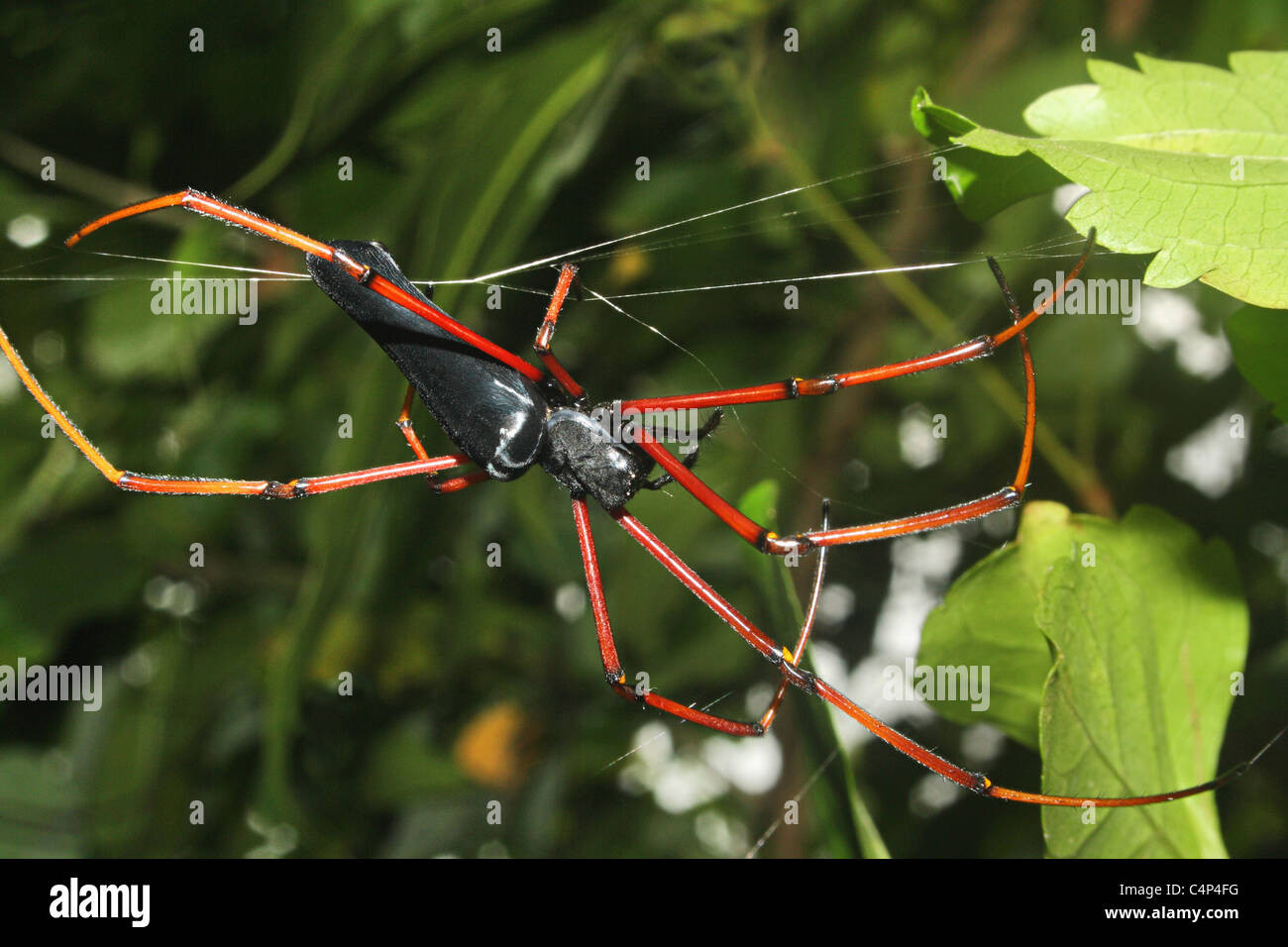BLACK WOOD SPIDER Nephila kuhli Closeup Stock Photo