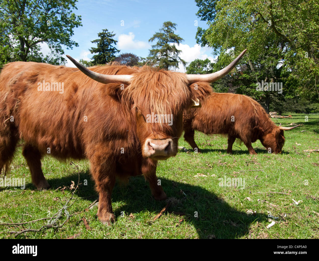 Highland cattle grazing in a field in Scotland Stock Photo