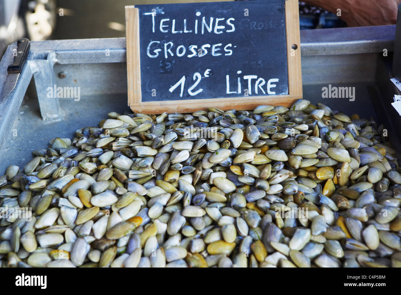 Tellin shell hi-res stock photography and images - Alamy