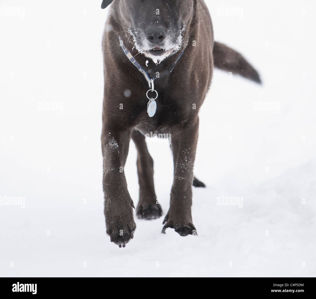 Frost-covered face of a senior chocolate Labrador retriever,  Assiniboine Forest, Winnipeg, Manitoba, Canada Stock Photo