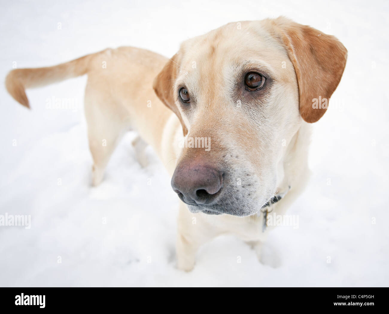 Portrait of a yellow Labrador retriever dog standing in snow, Winnipeg, Manitoba, Canada Stock Photo