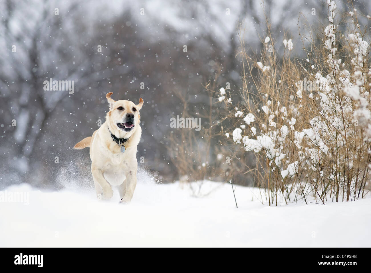 Yellow Labrador retriever dog running in the snow, Winnipeg, Manitoba, Canada Stock Photo