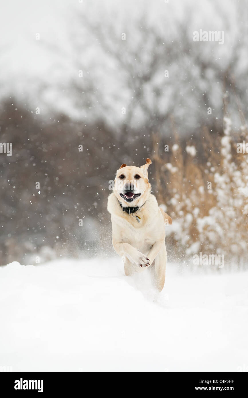 Yellow Labrador retriever dog running in the snow, Winnipeg, Manitoba, Canada Stock Photo