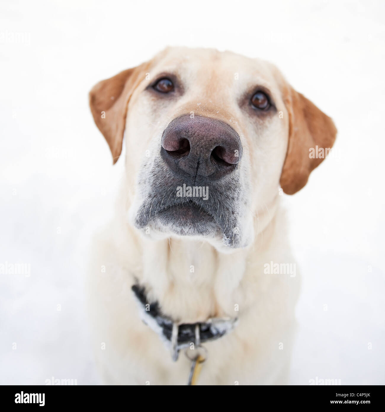 Portrait of a yellow Labrador retriever dog standing in snow, Winnipeg, Manitoba, Canada Stock Photo