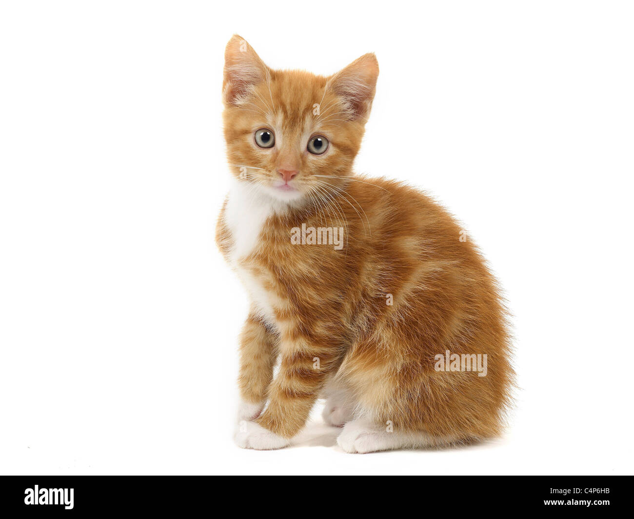 A small ginger and white kitten. Stock Photo