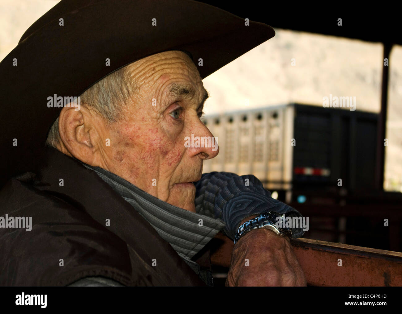 Cattleman looking over livestock at cattle auction in Kamloops, B.C