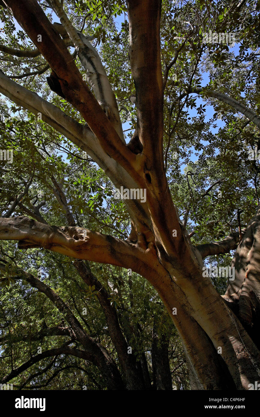 Moreton Bay fig tree (Ficus macrophylla) in Hyde Park, Perth, Western