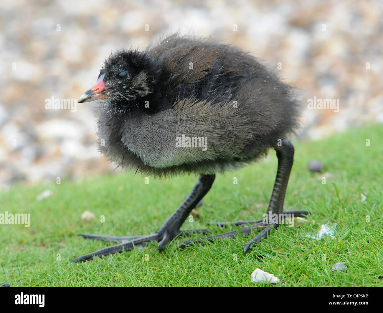 Moorhen feet and legs hires stock photography and images Alamy