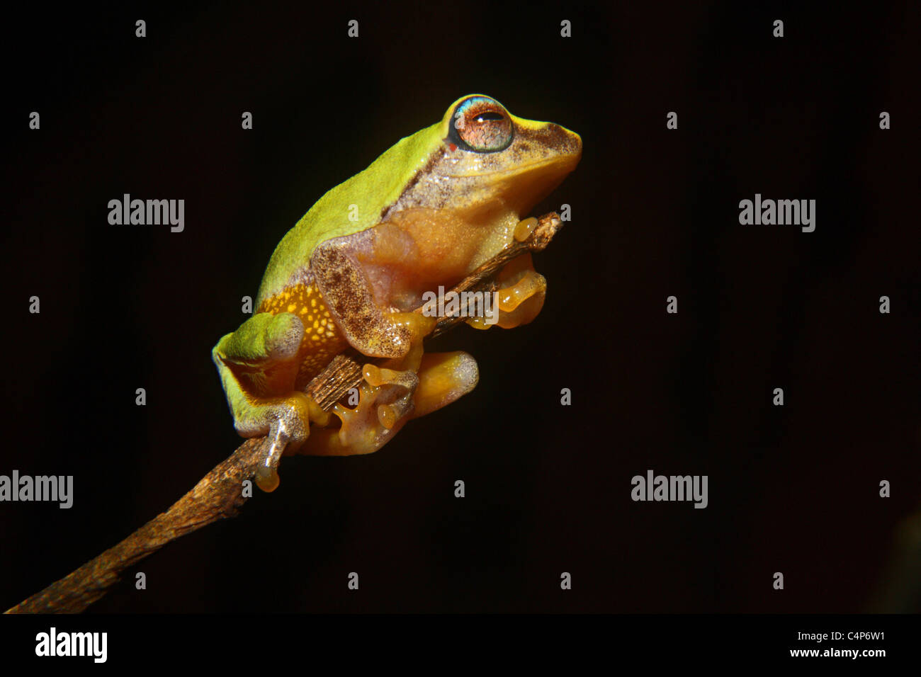 Glandular Bush Frog (Raorchestes glandulosus Stock Photo - Alamy