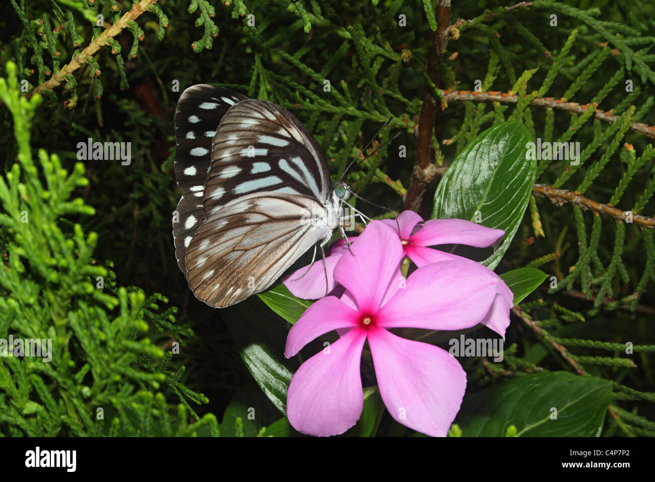 Common Wanderer (Pareronia valeria) on Periwinkle Pieridae Stock Photo