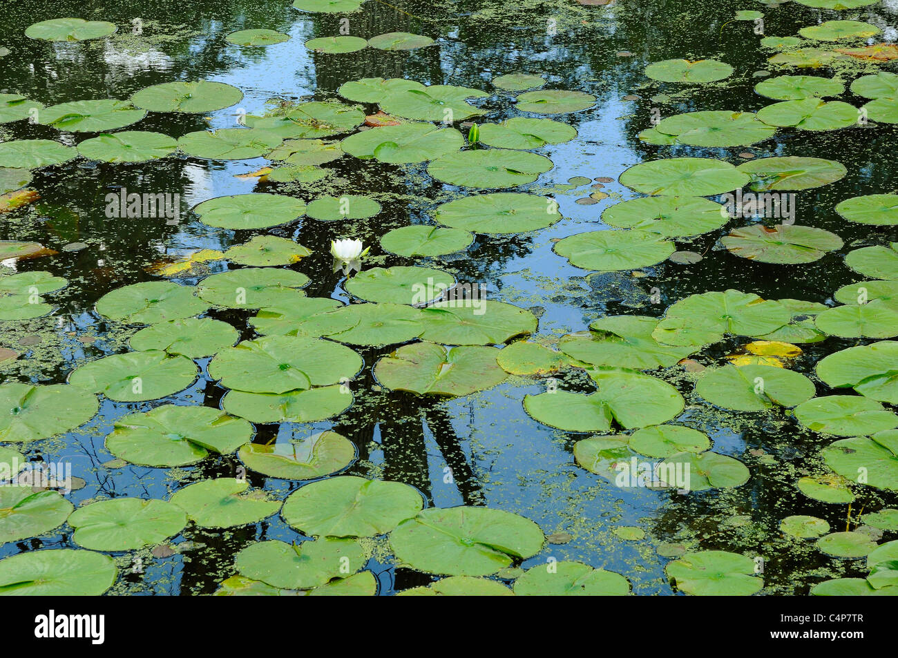 Lily Pads Floating On River Lagoon Nymphaea Odorata Stock Photo Alamy