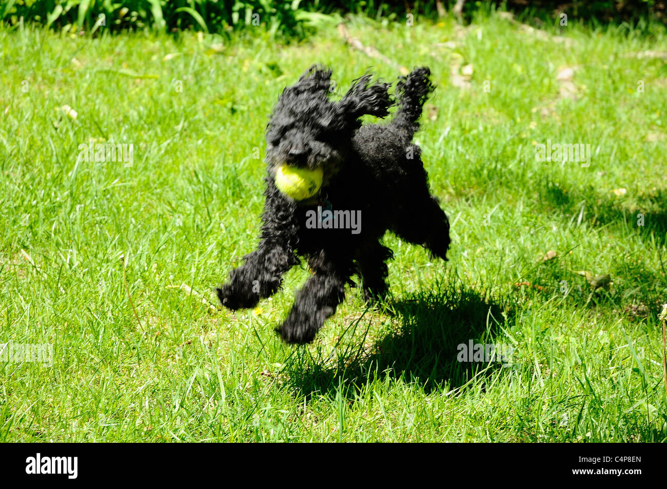 Intentionally Blurred Black Long Haired Toy Poodle Named Jake