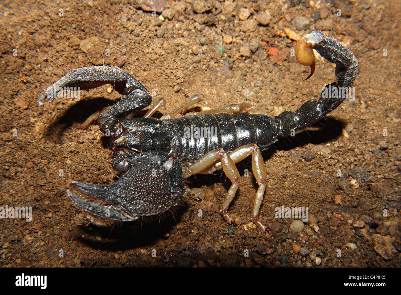 Heterometrus xanthopus  family SCORPIONIDAE. Giant forest Scorpion Stock Photo