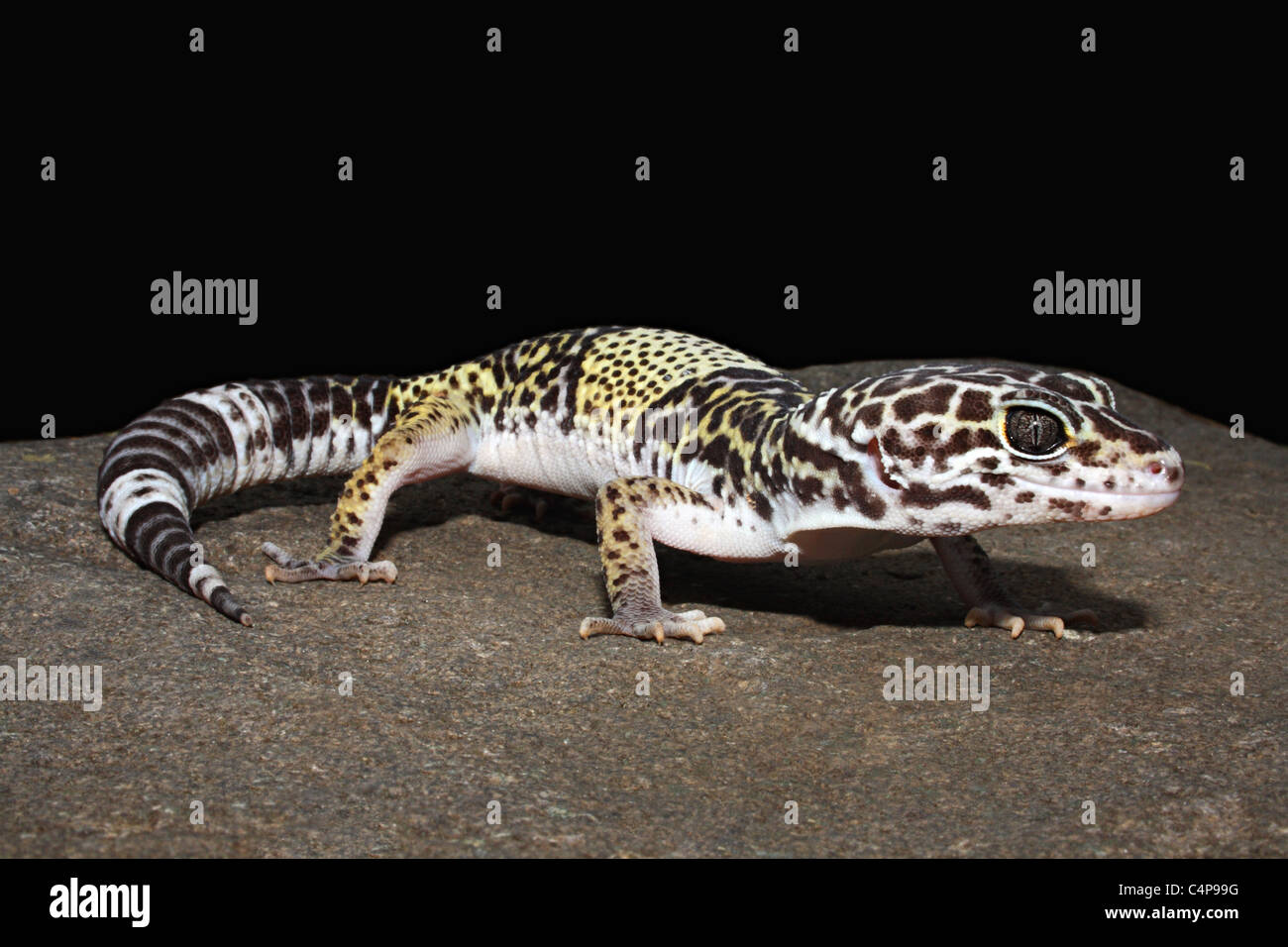 WEST INDIAN LEOPARD GECKO, Eublepharis fuscus. Gautala Wildlife Sanctuary, Aurangabad, Maharashtra, India Stock Photo