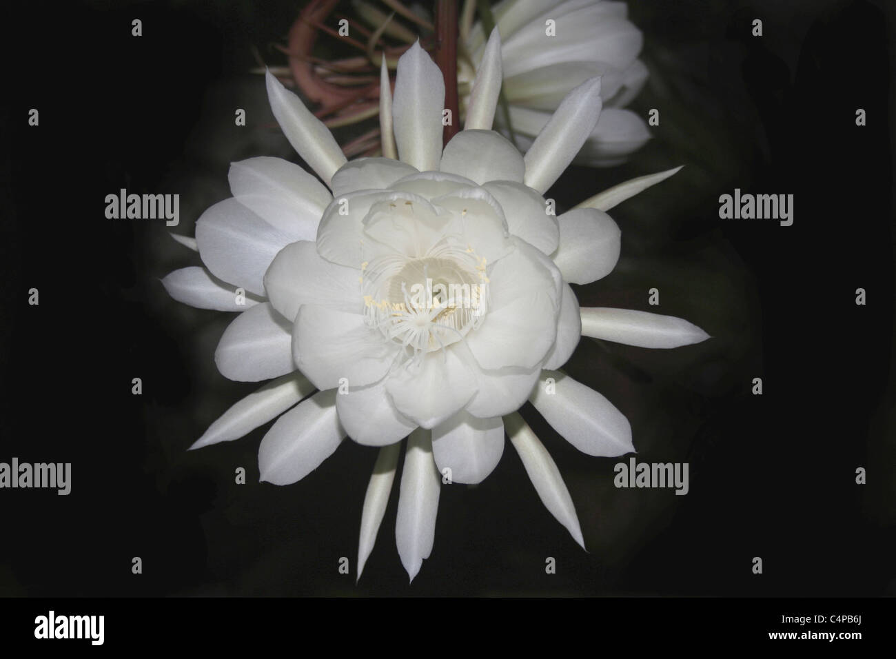 Epiphyllum oxypetalum is a species of cactus. E. oxypetalum rarely