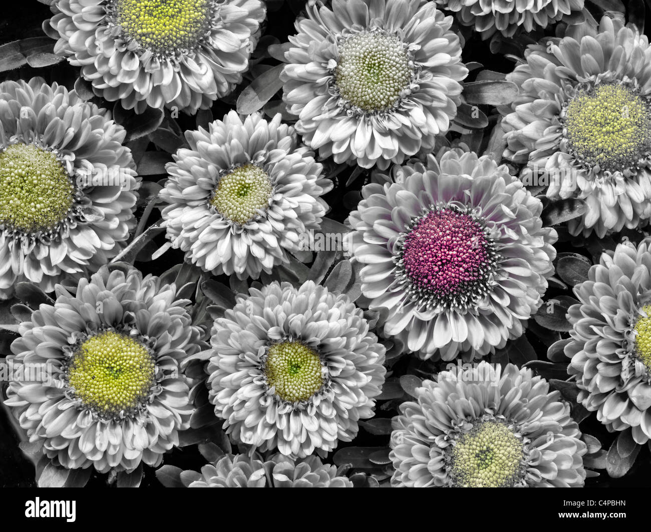Close up of aster blossoms. Stock Photo