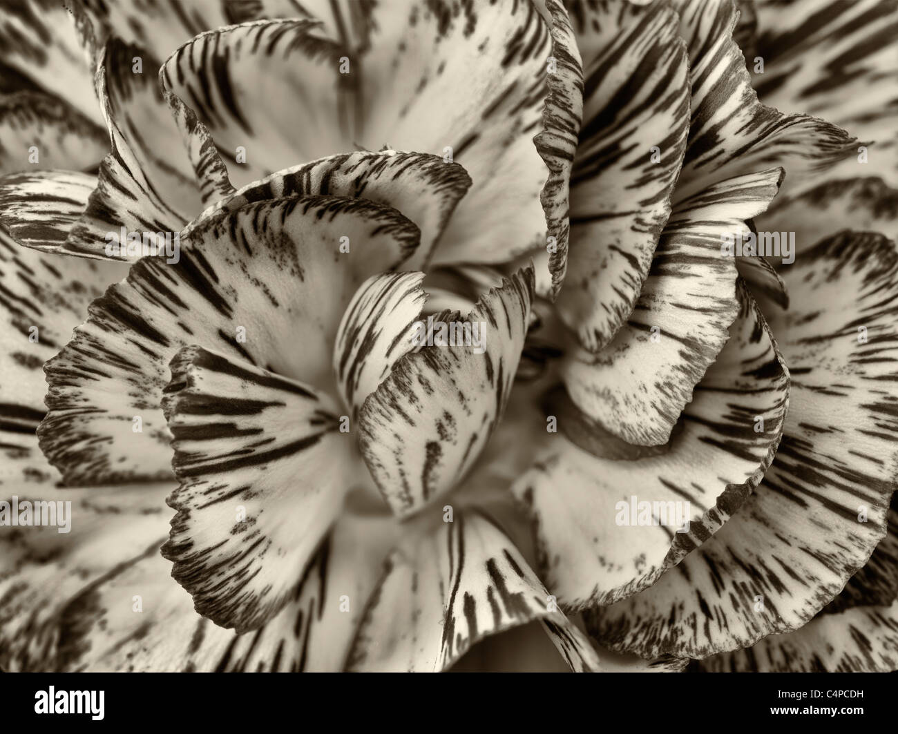 Close up of carnation flower. Stock Photo