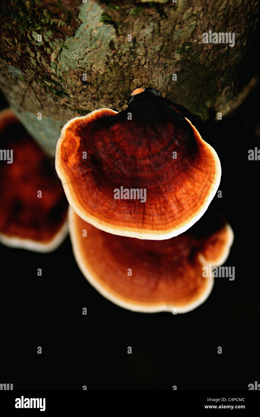 Bracket Fungi during monsoons. Stock Photo