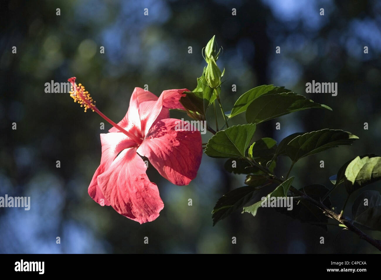 Hibiscus flower or shoe flower Stock Photo Alamy