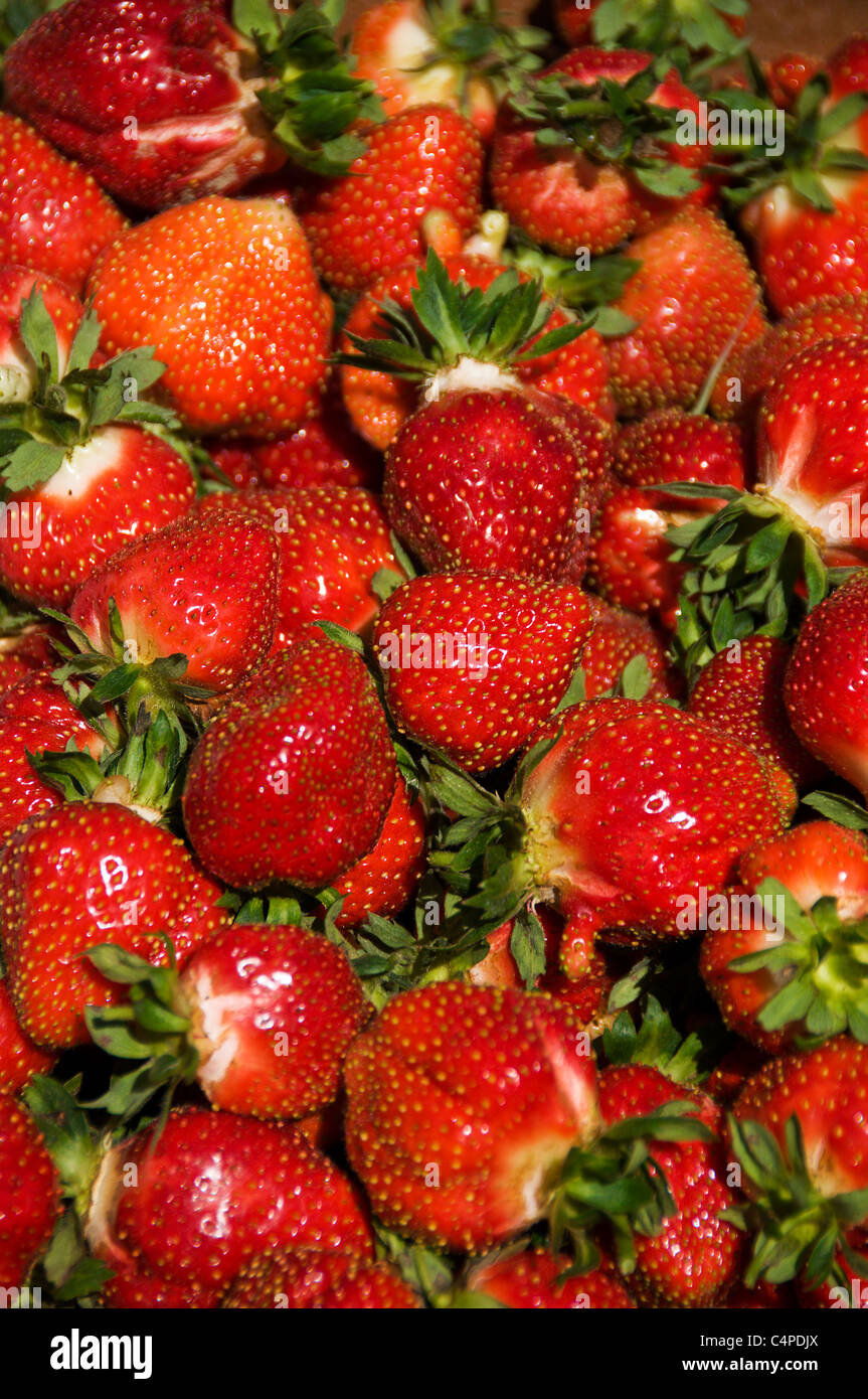 Strawberries picking hi-res stock photography and images - Alamy