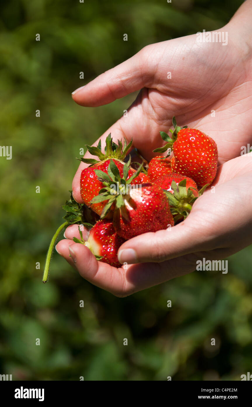 woman's hand's holding Freshly picked strawberries Stock Photo - Alamy