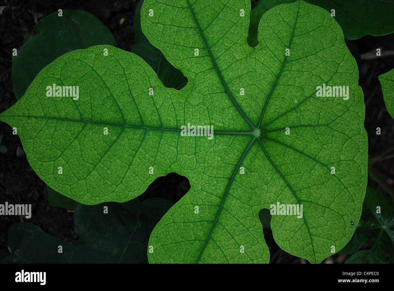 Green leaf texture extreme close hi-res stock photography and images ...