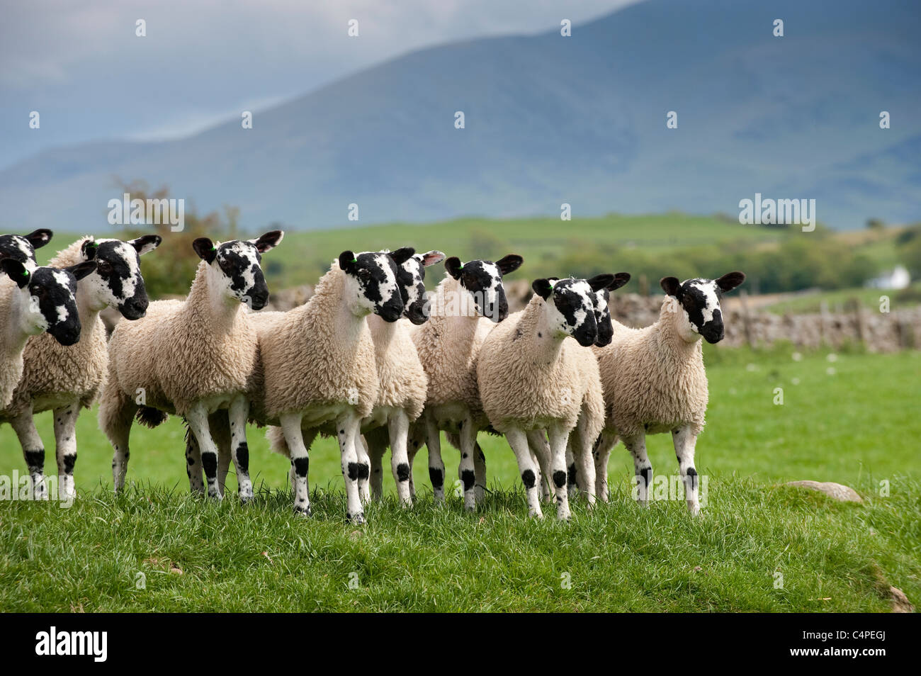 Young mule gimmer lambs in pasture. Stock Photo