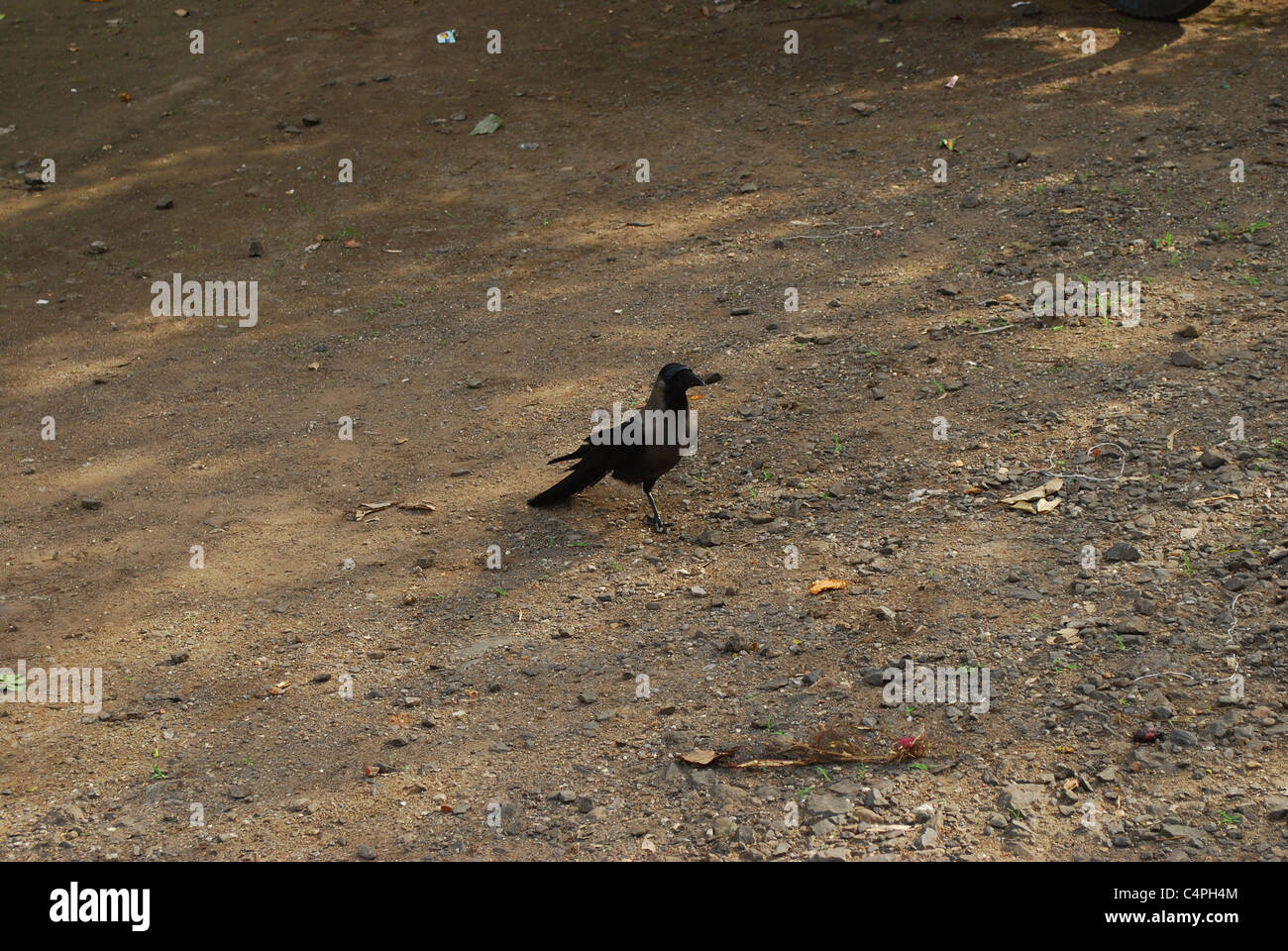 one leg crow Stock Photo