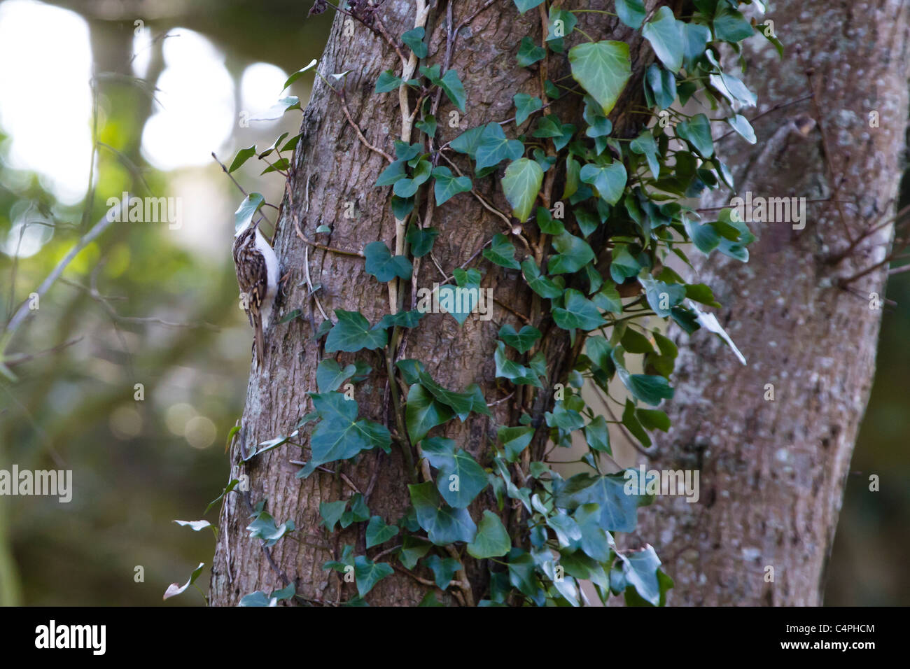 Treecreeper (Certhia familiaris). Stock Photo