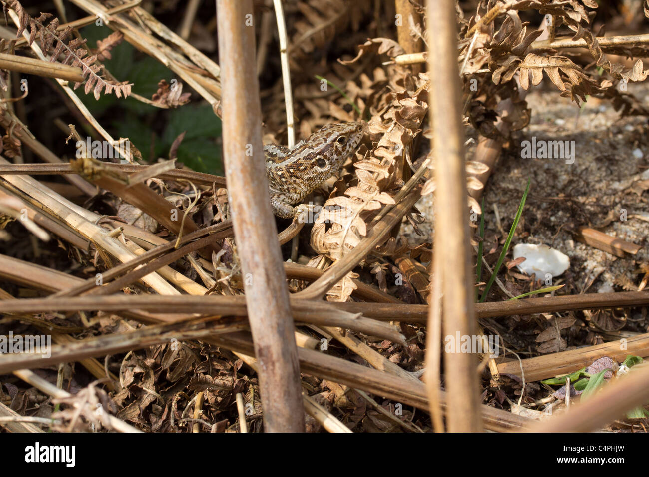 Female sand lizard (Lacerta agilis). Stock Photo