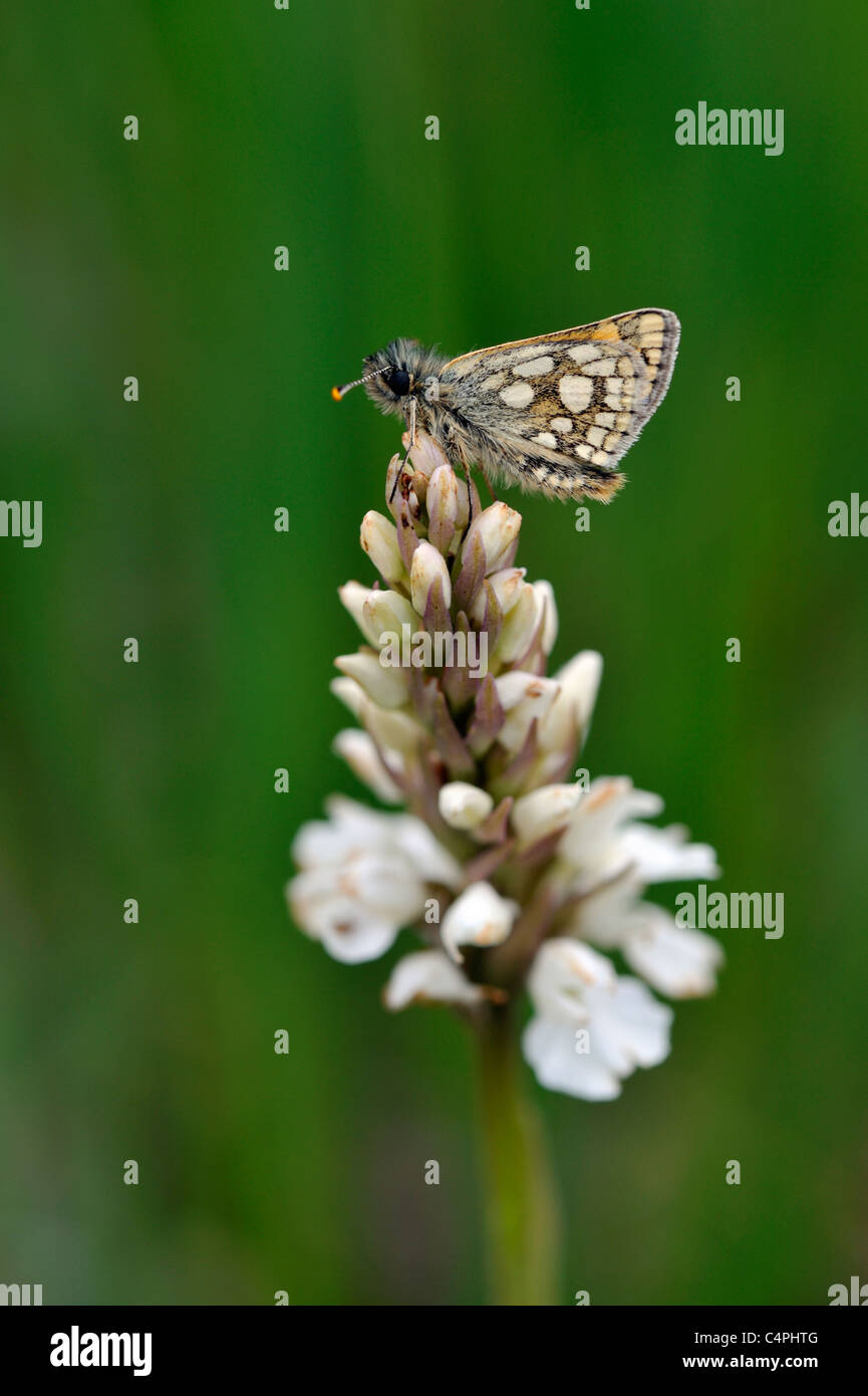 Chequered Skipper Butterfly (Carterocephalus palaemon) Stock Photo