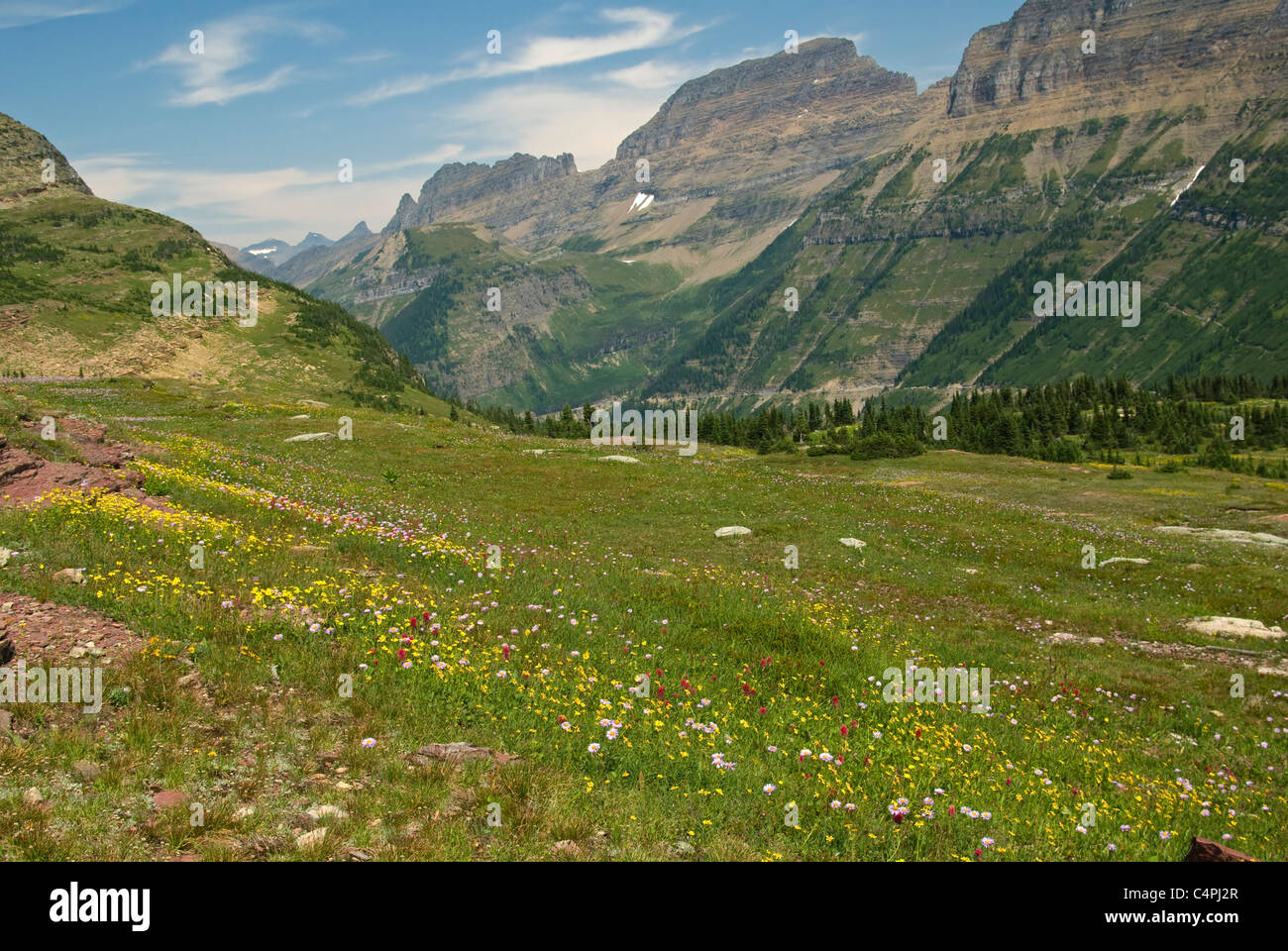Wildflowers in field at Logan Pass, Glacier National Park, Montana, USA ...