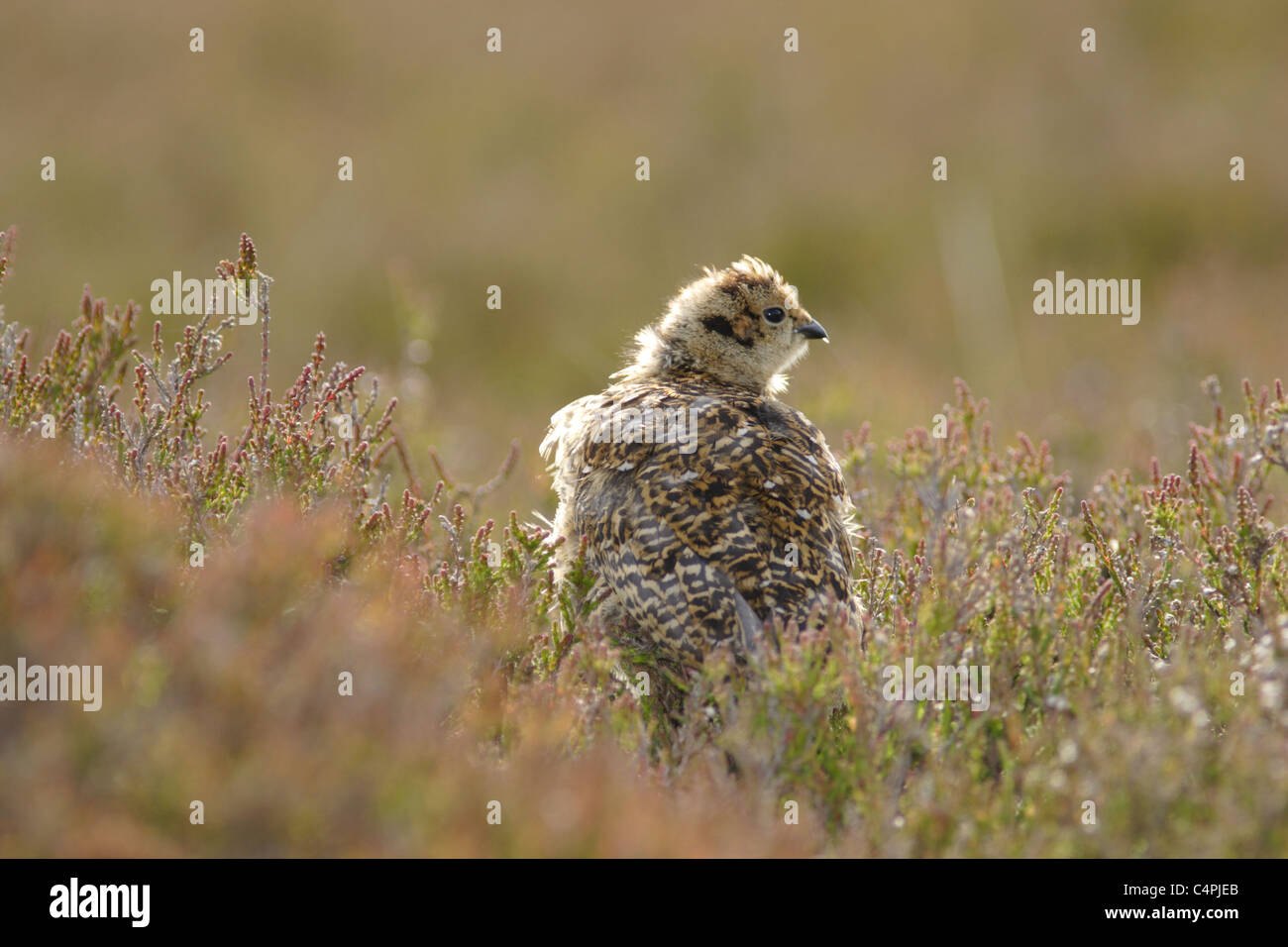 Red Grouse (Lagopus lagopus scoticus) chick in heather, summer, Yorkshire, England, UK Stock Photo