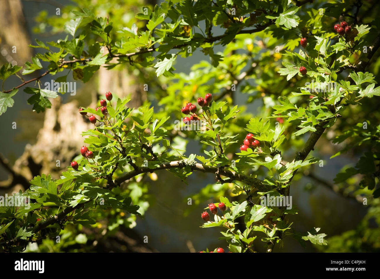 Backlit Hawthorn berries on tree Stock Photo