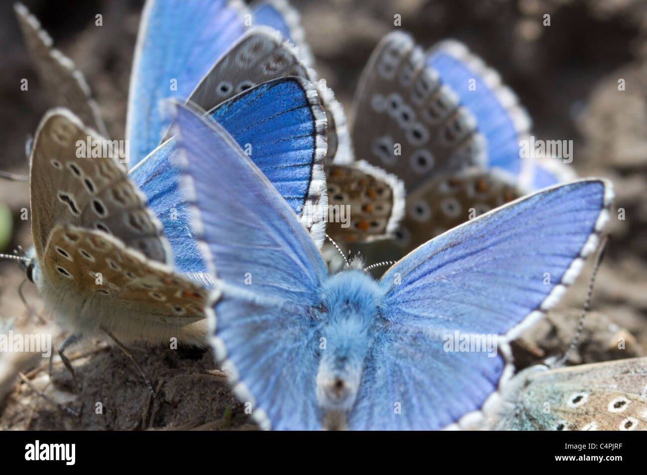 Male adonis blue butterflies (Lysandra bellargus Stock Photo Alamy