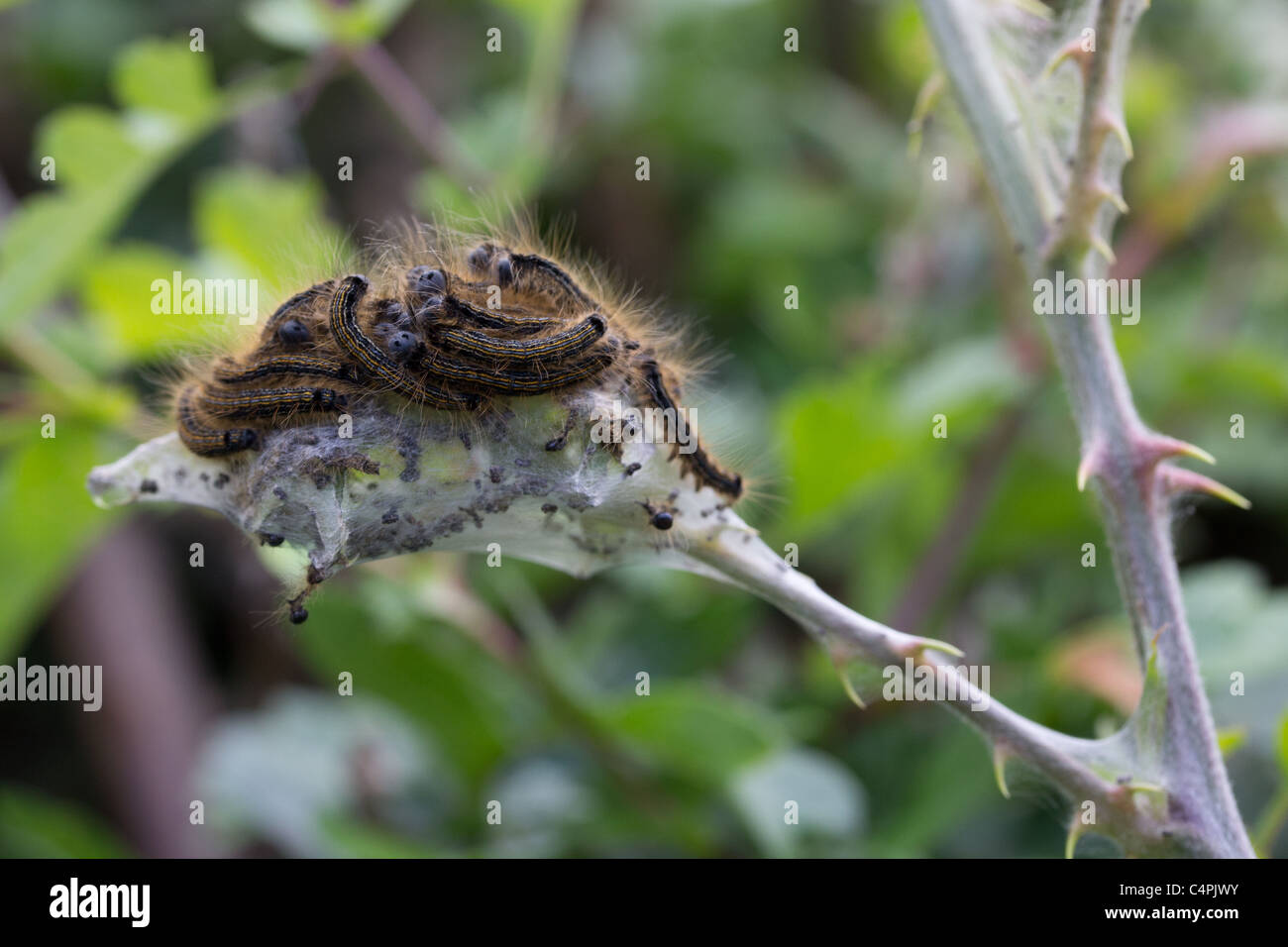 Caterpillars of the lackey moth feeding communally on silk web. Stock Photo