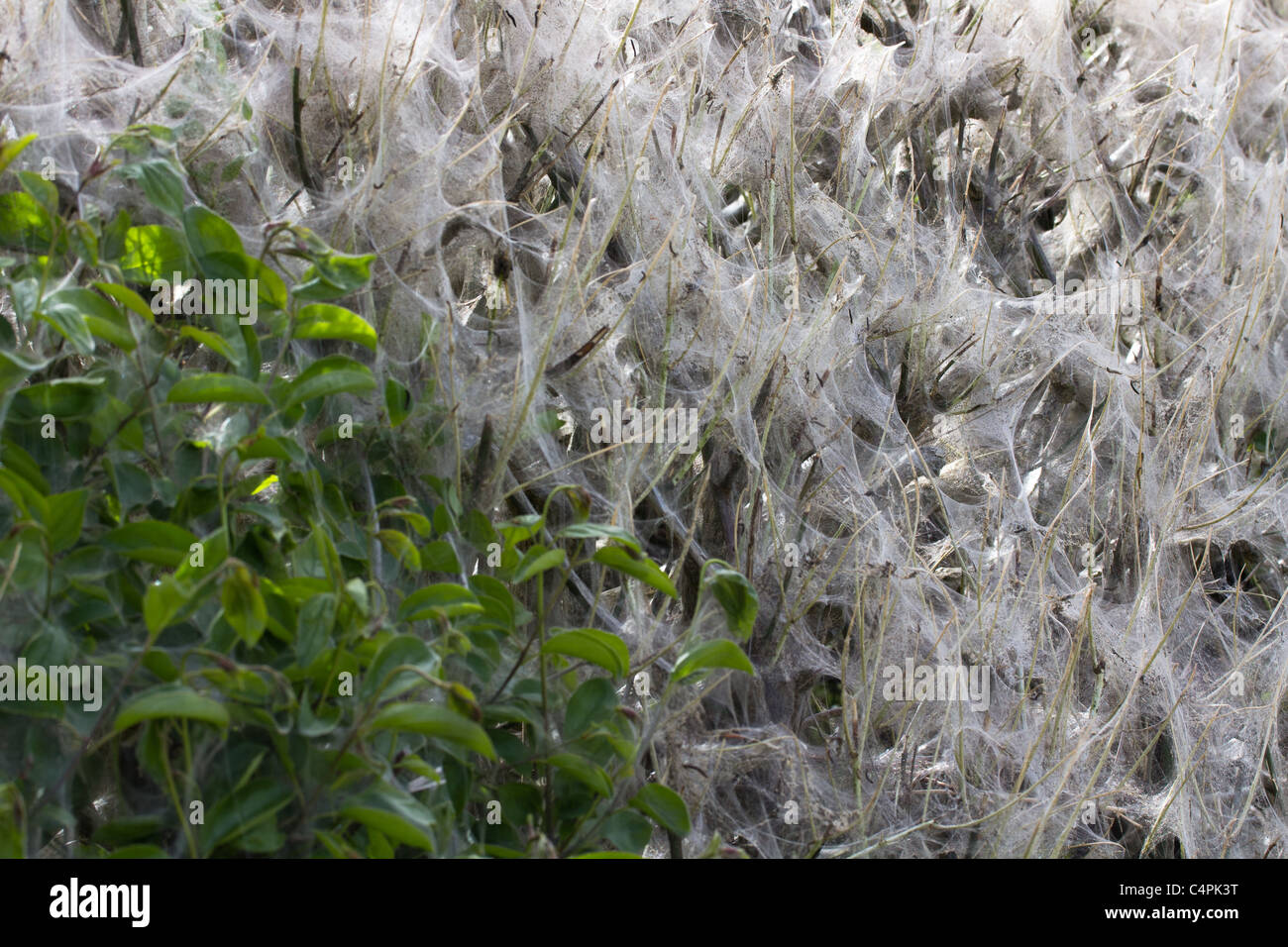 Silken webs in hedgerow formed by a moth caterpillar. Dorset, UK. Stock Photo