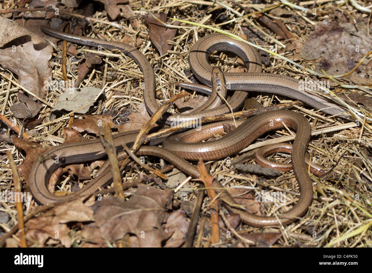 Group of slow worms. Dorset, UK Stock Photo Alamy