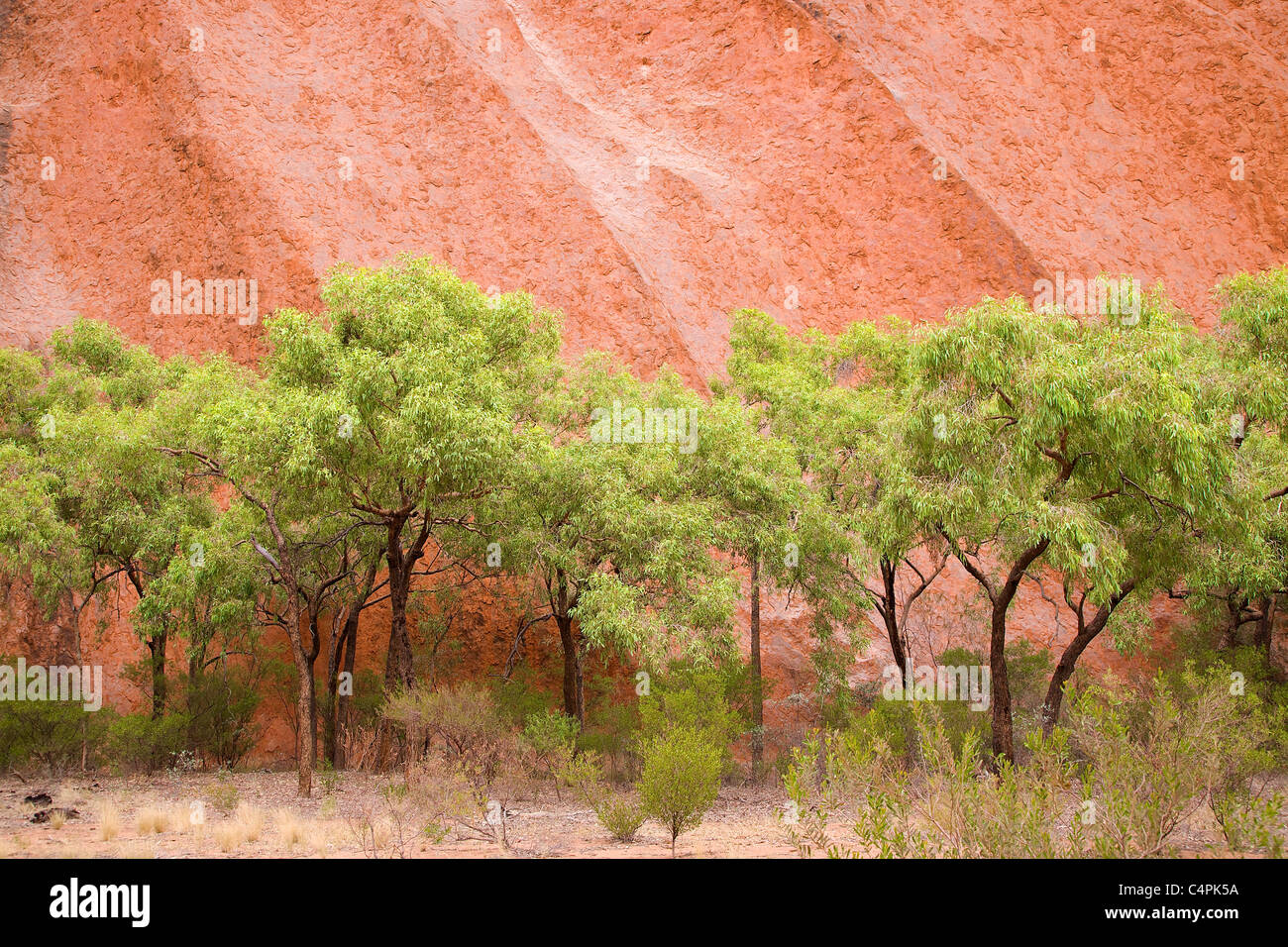 Eucalyptus tree, Ayers Rock, UluruKata Tjuta National Park, Northern