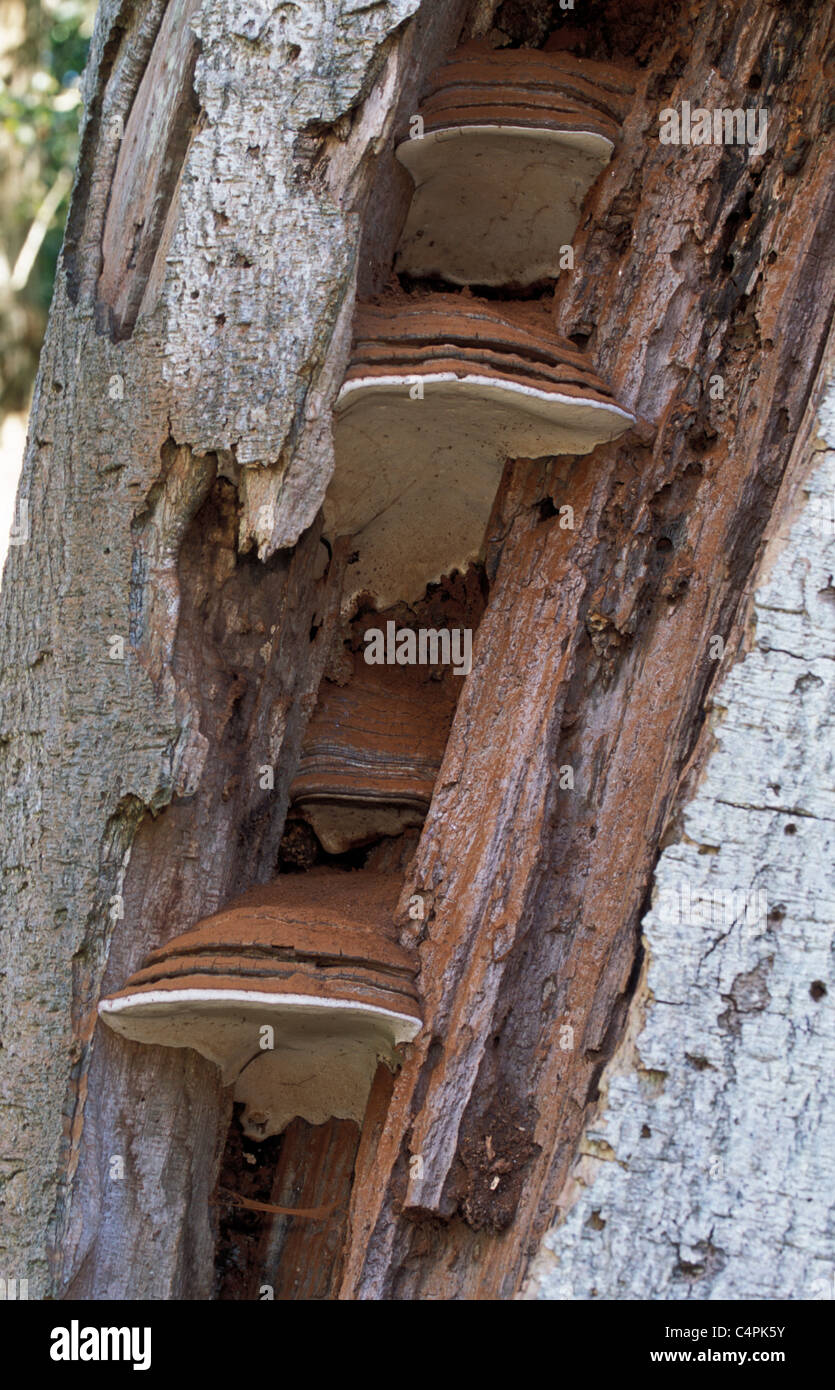 Bracket Fungus Trametes hirsuta in Beech Tree Stock Photo