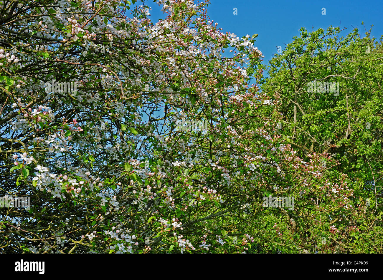 Crab apple tree Malus sylvestris, blooming in hedgerow. Stock Photo