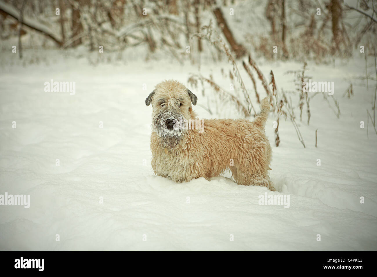 Snow-covered one-year-old Wheaten terrier in woods, Toronto, Ontario, Canada Stock Photo