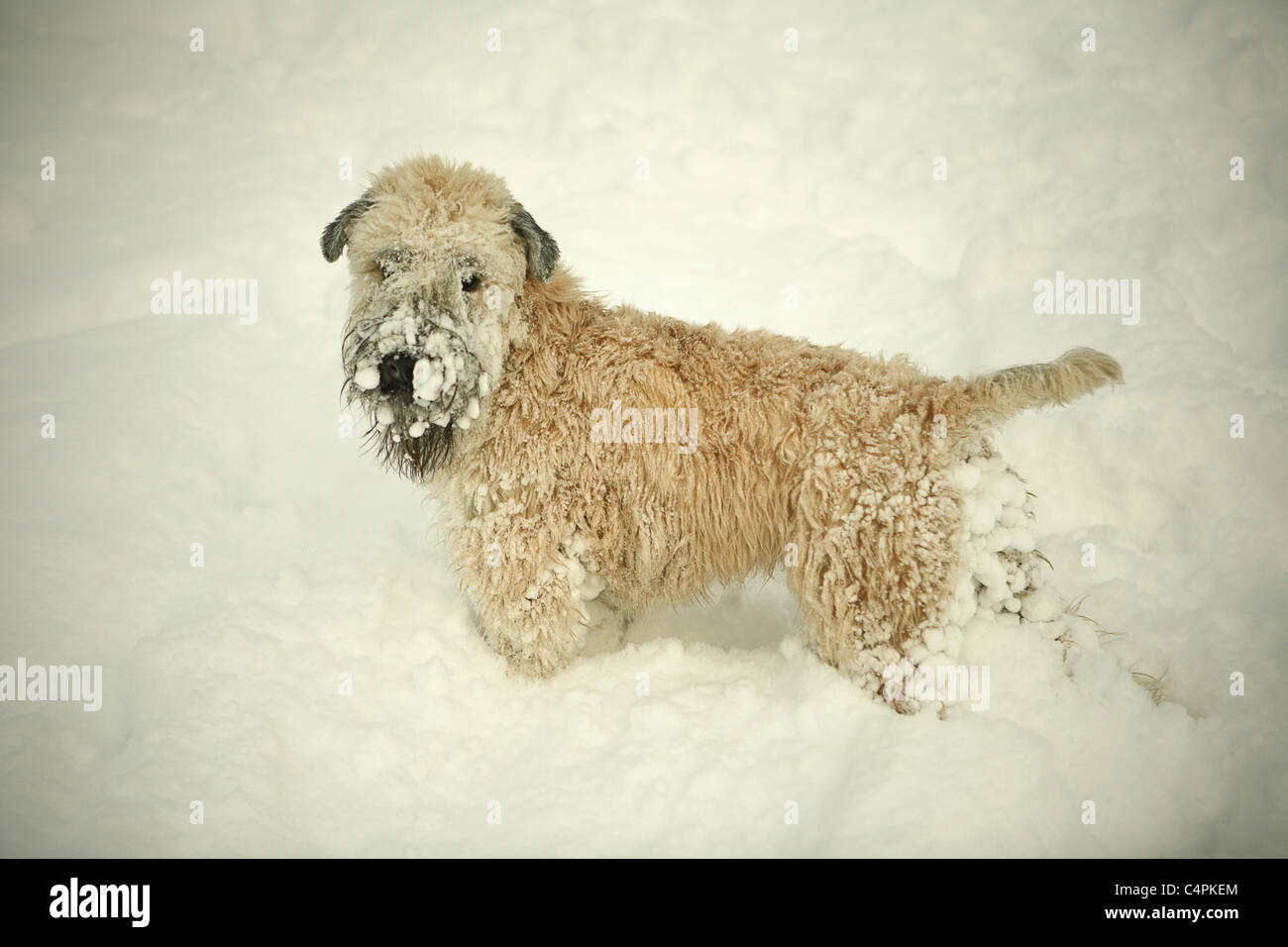 Snow-covered one-year-old Wheaten terrier, Toronto, Ontario, Canada Stock Photo