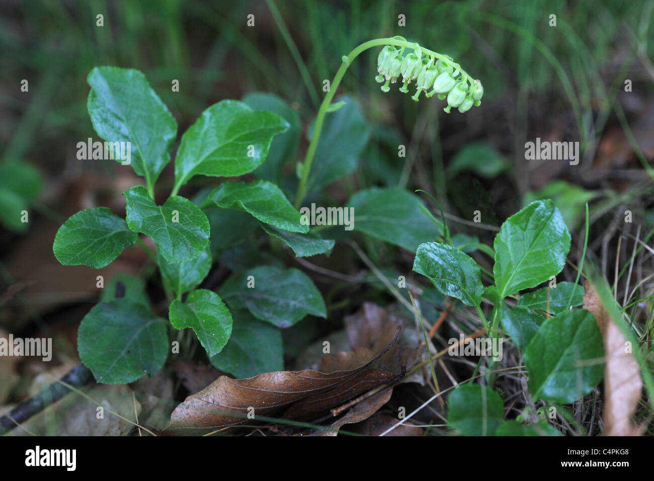 [Serrated Wintergreen] or [Toothed Wintergreen] [Orthilia secunda] a rare plant of pinewoods and damp rocky ledges in Scotland Stock Photo