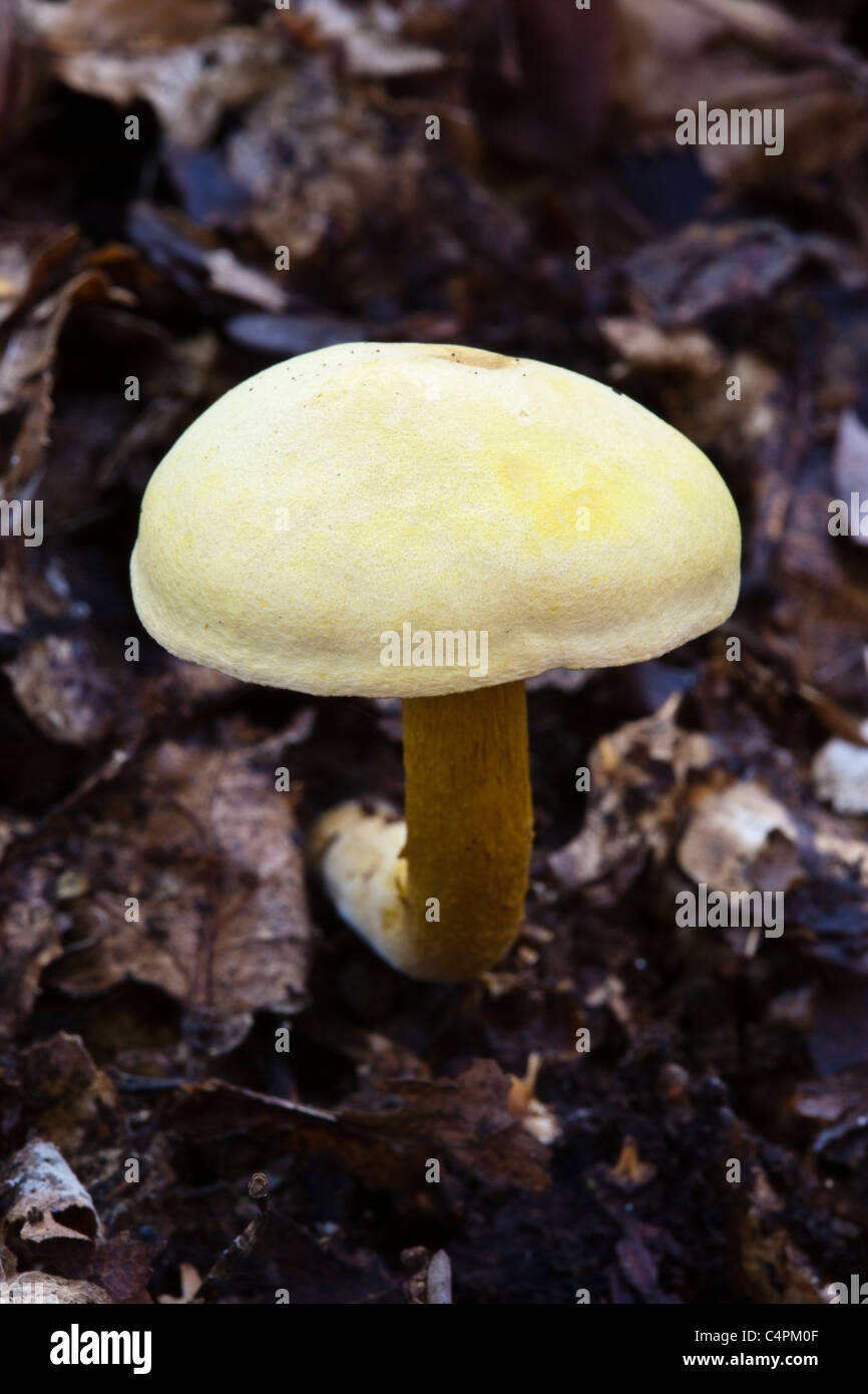 Sulphur Knight Tricholoma sulphureum gowing in leaf litter Stock Photo