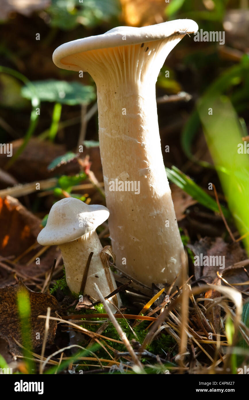 Fleecy Milkcap Lactarius vellereus Stock Photo