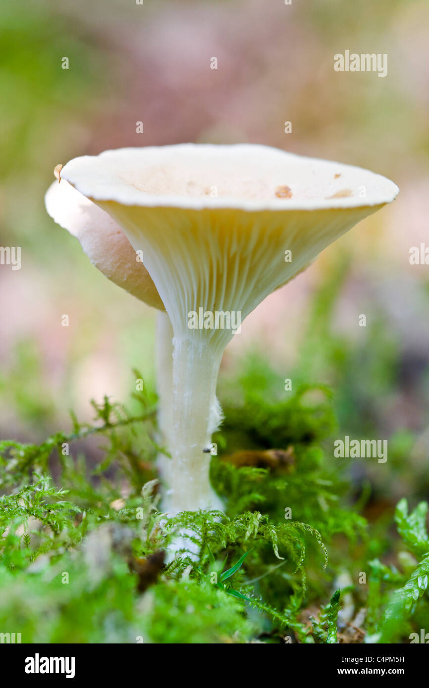 White mushroom Lactarius vellereus Stock Photo