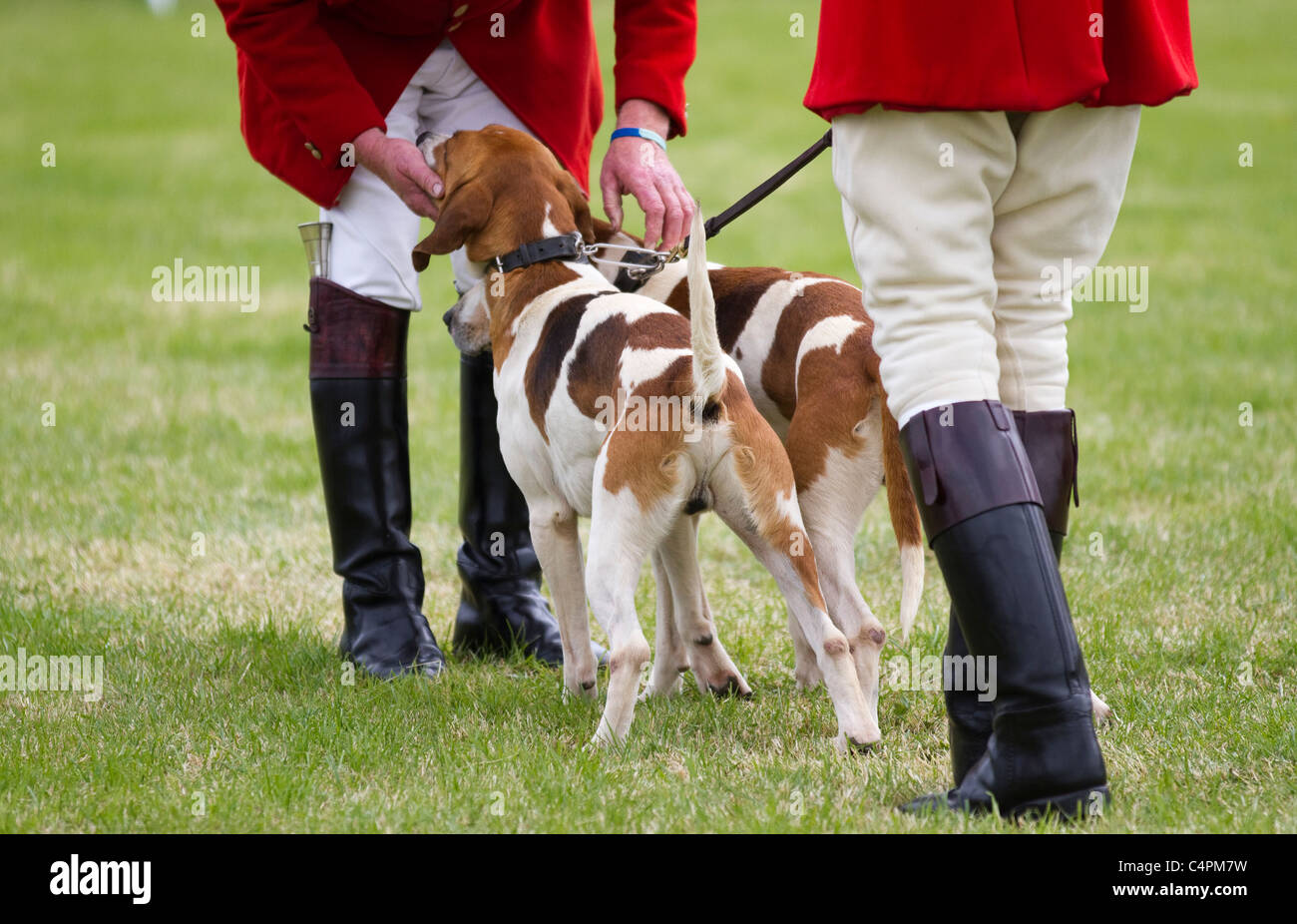 Scent hounds hires stock photography and images Alamy